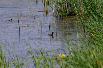 American Coot at Shiawassee National Wildlife Refuge, near Saginaw, Michigan.