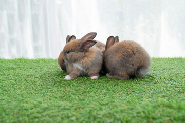 Fototapeta premium Adorable baby rabbits ears bunny sitting together on the green grass. Family tiny furry baby brown white bunny rabbits playful on the meadow. Easter family animal pet bunny concept.
