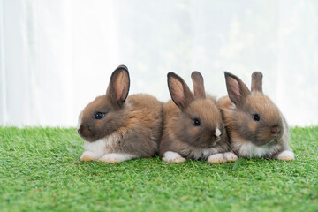 Adorable baby rabbits ears bunny sitting together on the green grass. Family tiny furry baby brown white bunny rabbits playful on the meadow. Easter family animal pet bunny concept.