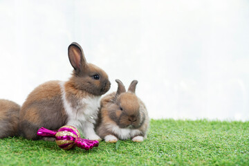 Lovely healthy rabbit bunny playful ornament ball sitting together on green grass white background. Infant tiny baby rabbit brown white bunny sitting relax wing decorative all christmas. Easter pet