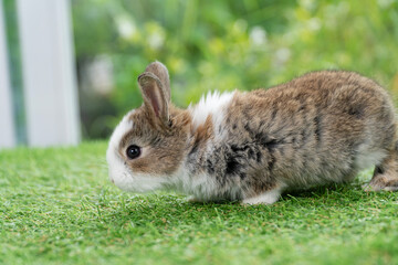 Lovely furry baby rabbit bunny sitting on green grass over bokeh nature background. Infant mammal rabbit white brown bunny playful on green fresh meadow springtime.Easter animal new born bunny concept