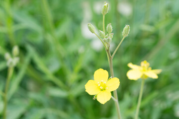 Wild rocket yellow flower green stem on nature background. Close up macro wild rocket little flower blooming is in the center of the image and is surrounded by green leaves. Healthy food salad garden.
