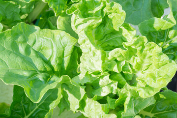 Fresh green lettuce leaves growing in organic farm, healthy vegetable full of vitamins, natural food for salad and clean eating, sustainable agriculture background with sunlight for healthy lifestyle.