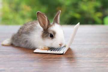 Cute baby rabbit lying on wooden table while using a tiny laptop toy, concept of technology, work from home, online learning, digital lifestyle, and adorable animal humor.