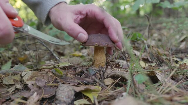 Picking and cleaning a fresh bay bolete mushroom (imleria badia)