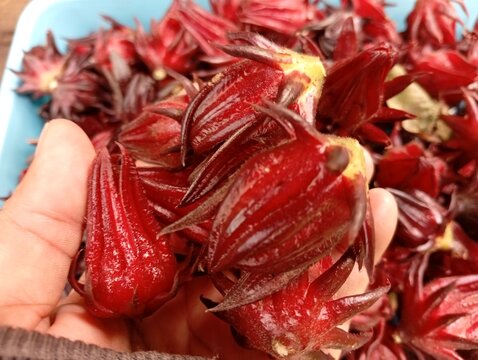 rosella fruit on hand