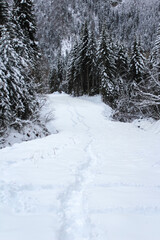 Snowy trail with footprints through a winter coniferous forest