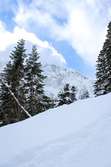 Snow-covered fir trees against mountains and a blue sky