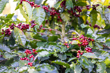 Coffee plant fruit red berry branch in coffee farm with fresh red and green coffee beans harvesting in mountain plantation, coffee beans trees agriculture and drinking beverages inndustry business.