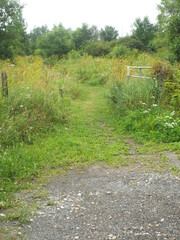  A photograph of an overgrown, rural path leading into a dense area of vegetation