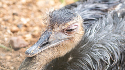 ostrich bird face close up eye 