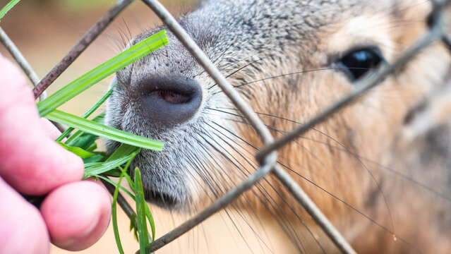 patagonian mara animan zoo brown rodent