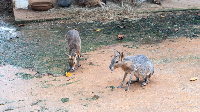 patagonian mara animan zoo brown rodent