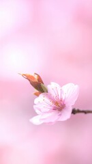 Obraz premium Soft Pink Cherry Blossom Blooming Delicately Against a Blurred Pale Pink Background Capturing Spring's Gentle Beauty with Elegant Detail and Soft Natural Lighting