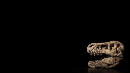 The T rex Skull for Education Or sci concept 3d Rendering.