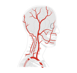 Human head arteries medical diagram, external carotid system branching, vessels, anatomical illustration, science education reference