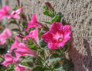 Closeup of a red petunia integrifolia in a walled garden, water drops on petals, daytime, sunny, nobody