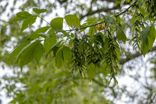Eschen-Ahorn (Acer negundo), auch Eschenbl&auml;ttriger Ahorn genannt