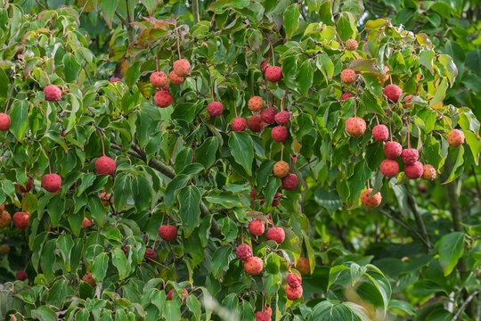 Erdbeerbaum (Arbutus)
