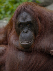 Orangutan 