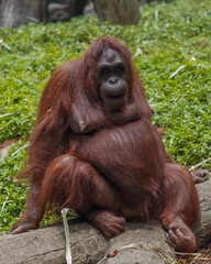 Borneo orangutan 
