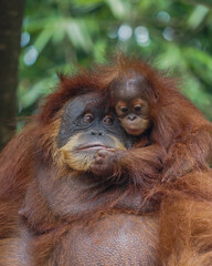 Mother and baby orangutan 
