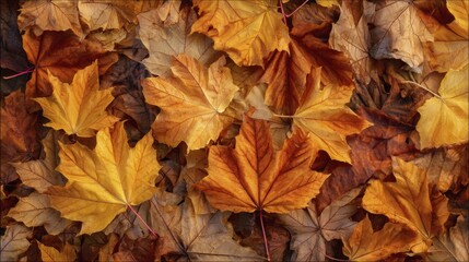Fototapeta premium Collection of Colorful Maple Leaves Fallen on the Ground in Autumn Season