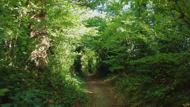Green tree-lined path through woodland in Reading, UK