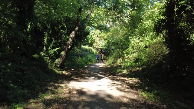 Green tree-lined path through woodland in Reading, UK