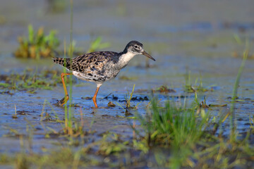Kampfläufer Calidris pugnax ruff