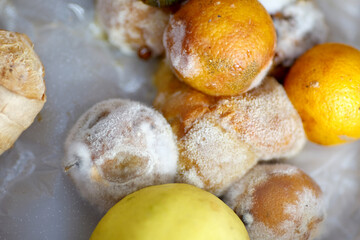 Macro of white hairy fungus growth on rotten citrus fruit
