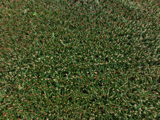Fototapeta premium Sorghum crops in the autumn farm
