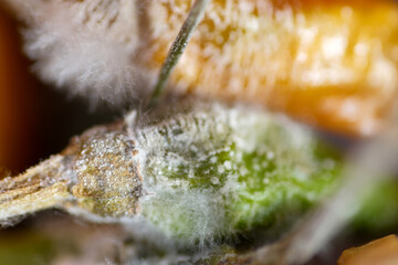 Macro of white hairy fungus growth on rotten citrus fruit