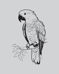A detailed, black and white outline illustration of a magnificent macaw or parrot perched on a branch. Excellent for tropical themes, detailed coloring books, wildlife conservation graphics
