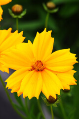 lanceleaf coreopsis, lanceleaf tickseed, lance-leaved coreopsis, or sand coreopsis (Coreopsis lanceolata)