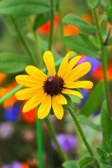 cutleaf coneflower, cutleaf, goldenglow, green-headed coneflower, tall coneflower, sochan, or thimbleweed (Rudbeckia laciniata)