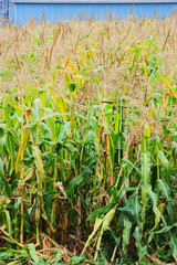 dying corn field