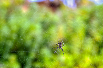 A Western Spotted Orbweaver spider clings to the middle of its web