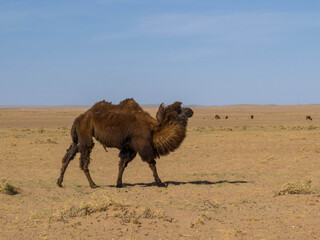 Mongolian Camel