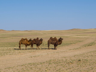 Mongolian Camels
