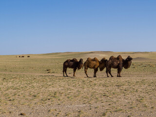 Mongolian Camels