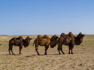 Mongolian Camels