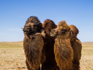 Mongolian Camels