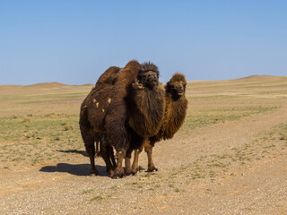 Mongolian Camels