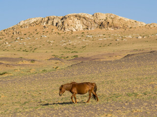 Mongolian Horse