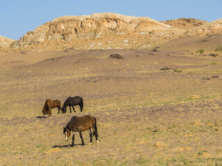 Mongolian Horses