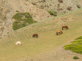 Gobi Gurvansaikhan National Park, Mongolia