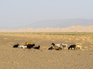 Gobi Desert Goats