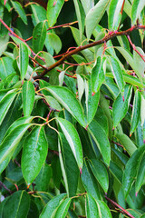 Silky dogwood (Cornus amomum)