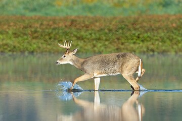   Deer makes a splash in water.